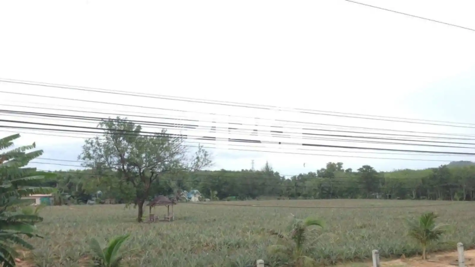 Phuket, ,ที่ดิน,ขาย,2221