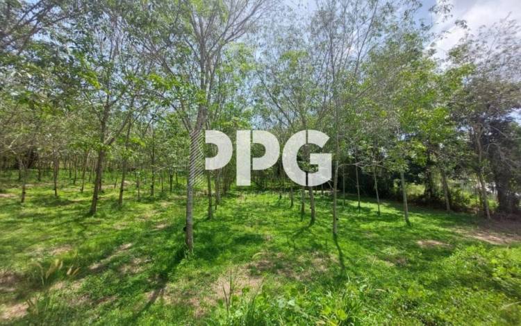 Phuket, ,Land,For Sale,2374