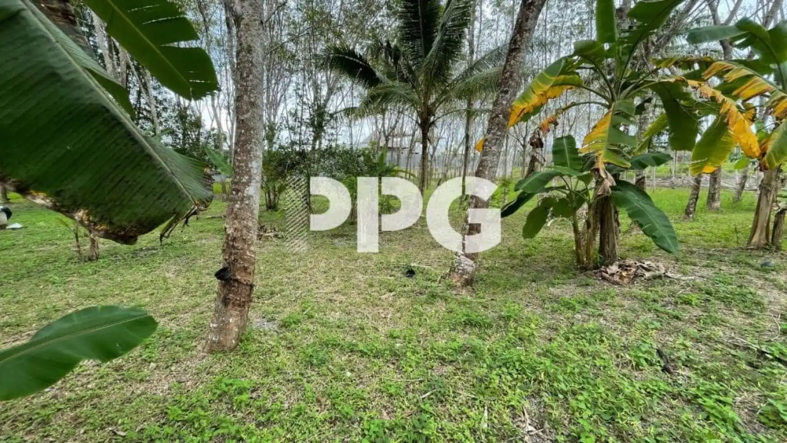 Phuket, ,Land,SOLD,2396